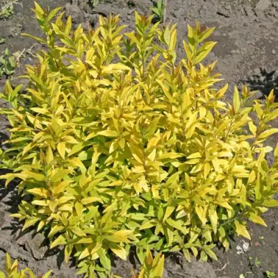 Бирючина АУРЕА обыкновенная в Пинске