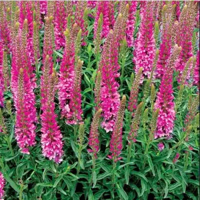 Вероника РОНИКА ФУКСИЯ в Пинске