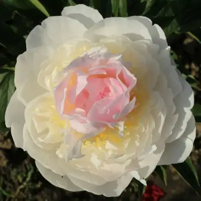 Пион БЛАШ КВИН травянистый в Пинске