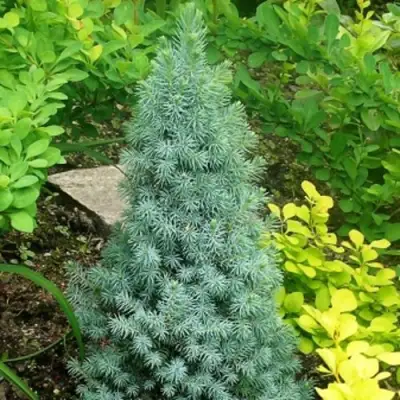 Ель КОНИКА сизая в Пинске