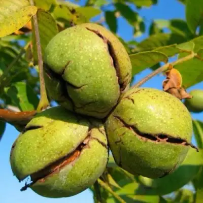 Грецкий орех ПИНСКИЙ в Пинске