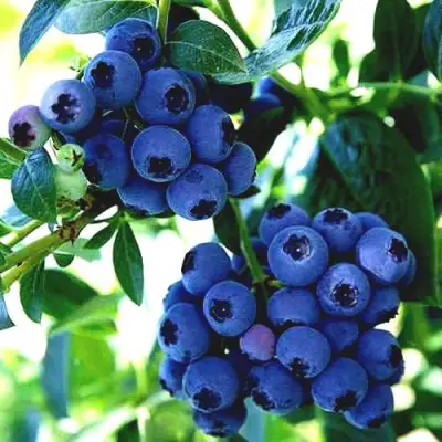 Голубика РЕКА в Пинске