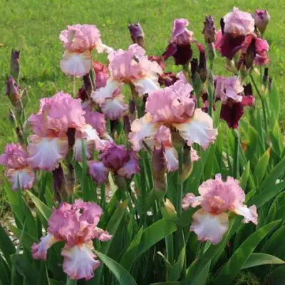 Ирис БЛАШИНГ ПИНК бородатый в Пинске