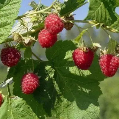 Малина КОЛОКОЛЬЧИК в Пинске