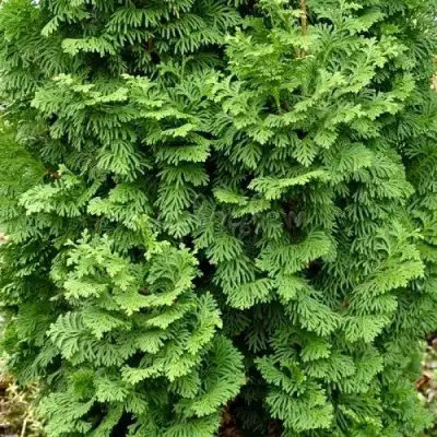 Туя СПИРАЛИС МИНИ западная в Пинске