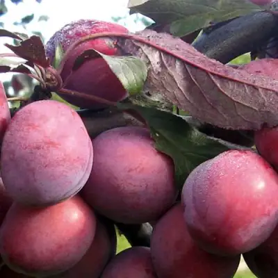 Слива ПАННА в Пинске