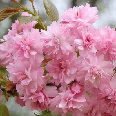 Сакура РОЗЕА ПЛЕНА в Пинске