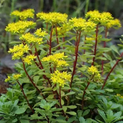 Очиток (седум) ИММЕРГРЮНХЕН в Пинске