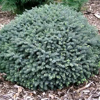 Ель ЭХИНИФОРМИС сизая в Пинске