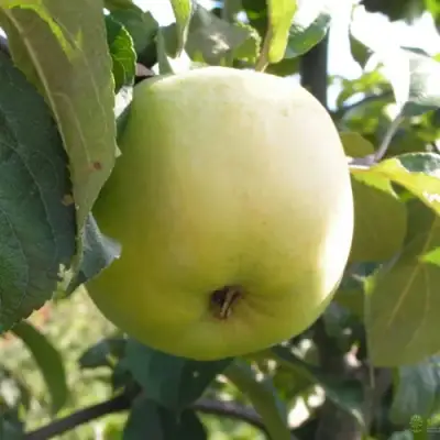 Яблоня АНТОНОВКА ОБЫКНОВЕННАЯ в Пинске