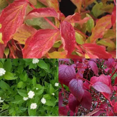 Комплект СЕВЕРНОЕ СИЯНИЕ в Пинске