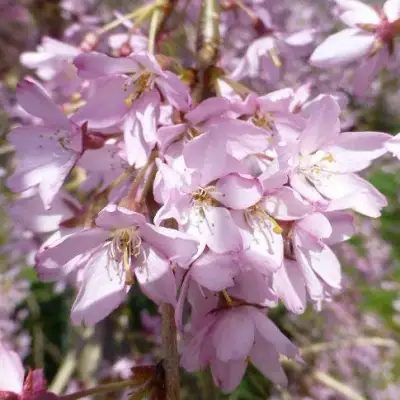 Сакура ПЕНДУЛА РУБРА в Пинске