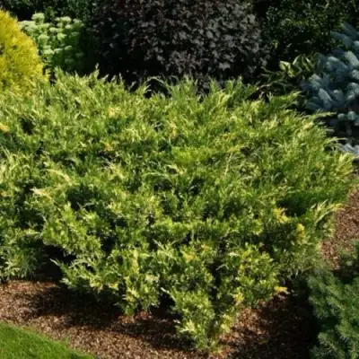 Можжевельник ВАРИЕГАТА казацкий  в Пинске