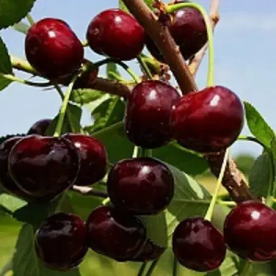 Вишня РОВЕСНИЦА в Пинске