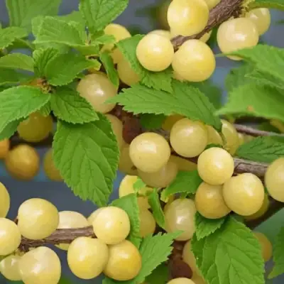 Вишня СНЕВИТ войлочная в Пинске