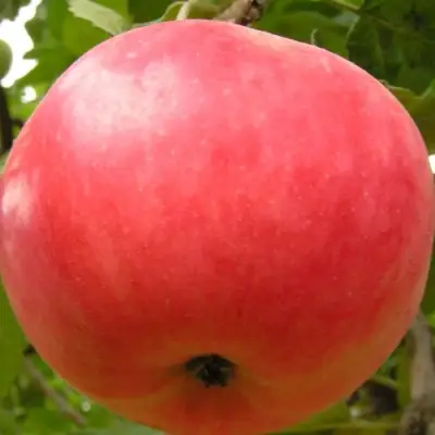 Яблоня СУЙСЛЕПСКОЕ (МАЛИНОВКА) в Пинске