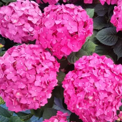 Гортензия ЭНДЛЕСС САММЕР ЛАВ крупнолистная в Пинске