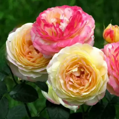 Роза РОЗОМАН ЖАНОН шраб в Пинске