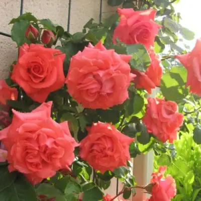 Роза ДИ ДИ БРИДЖУОТЕР плетистая в Пинске