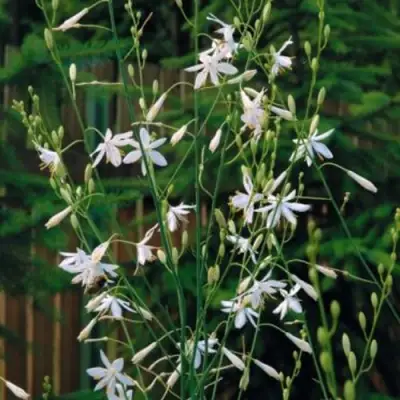 Венечник ветвистый в Пинске