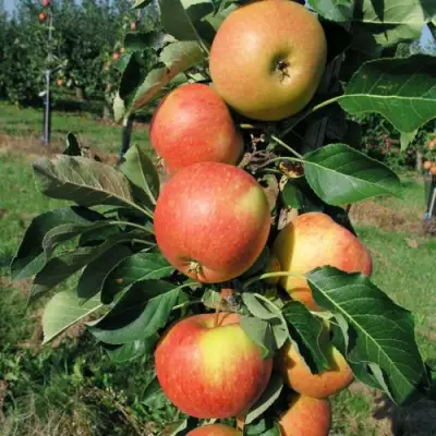Яблоня ВОСТОРГ колонновидная в Пинске