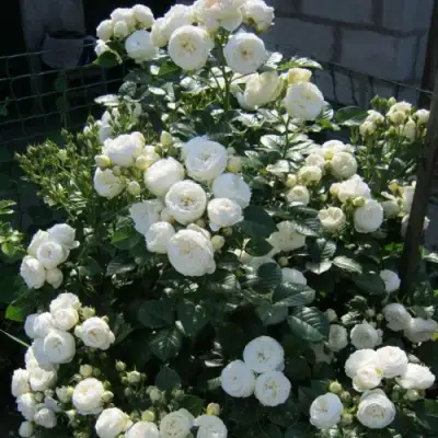 Роза АРТЕМИС шраб в Пинске