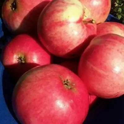 Яблоня СУЙСЛЕПСКОЕ (МАЛИНОВКА) в Пинске