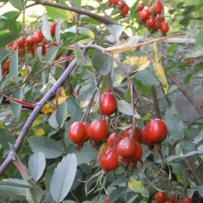 Роза сизая в Пинске