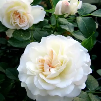 Роза ВАЙТ МЕЙДИЛАНД почвопокровная в Пинске