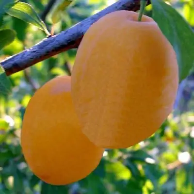 Слива НАТАША в Пинске