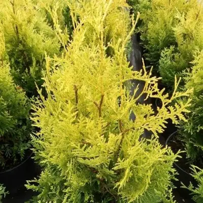 Туя ГОЛДЕН БРАБАНТ западная в Пинске