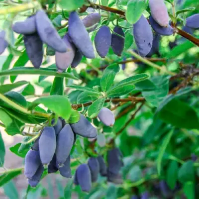 Жимолость съедобная БЛЮ БАНАНА (ГОЛУБОЙ БАНАН) в Пинске