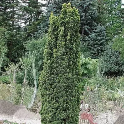 Тис ФАСТИГИАТА РОБУСТА  ягодный  в Пинске