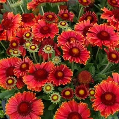 Гайлардия АРИЗОНА РЕД ШЕЙДС в Пинске