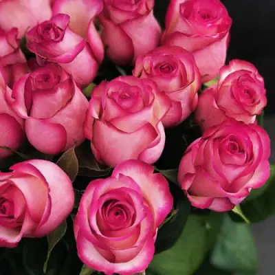 Роза КАРУСЕЛЬ чайно-гибридная в Пинске