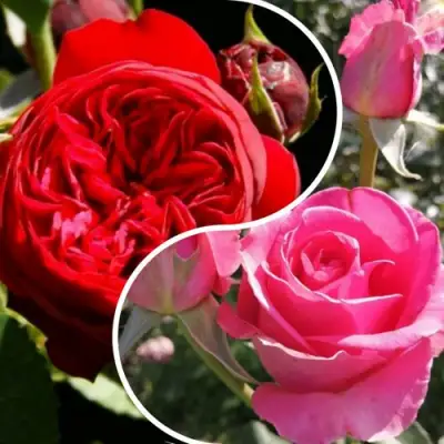 Комплект РОМАНТИЧЕСКИЙ БУКЕТ в Пинске