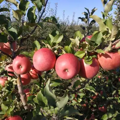 Яблоня ЧЕМПИОН РЕНО в Пинске