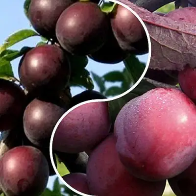 Комплект ИЗЮМИНКА САДА в Пинске