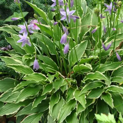 Хоста СТИЛЕТТО гибридная в Пинске