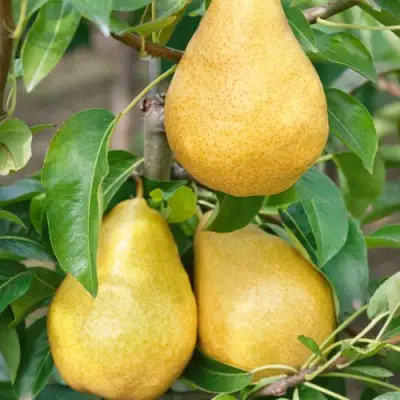 Груша ДЮШЕС ЛЕТНИЙ в Пинске