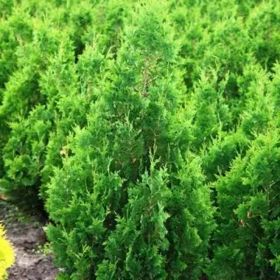 Туя СПИРАЛИС западная в Пинске