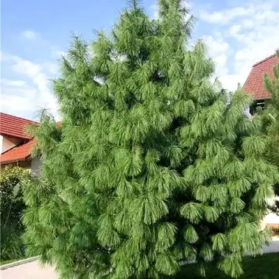 Сосна гриффита в Пинске