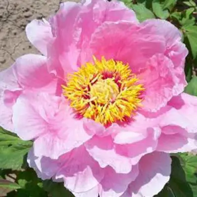 Пион МАРАМАЦУ-ЗАКУРА древовидный в Пинске