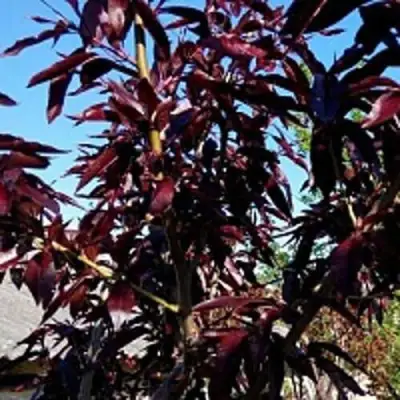 Персик БУРГУНДИ краснолистный в Пинске