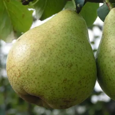 Груша ПЛАТОНОВСКАЯ в Пинске