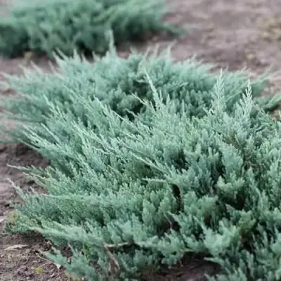 Можжевельник БЛЮ ЧИП горизонтальный  в Пинске