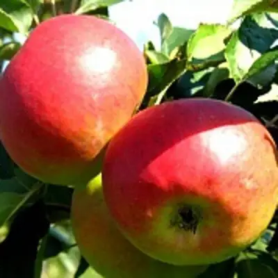 Яблоня СОКОЛОВСКОЕ стелющаяся в Пинске