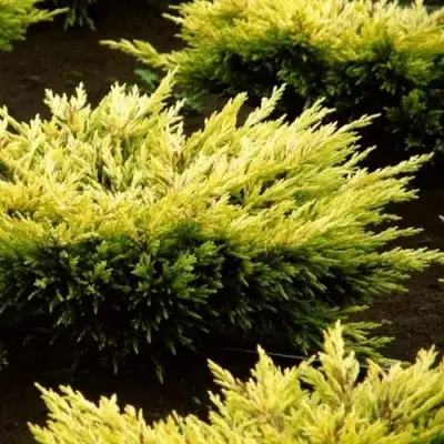 Можжевельник ЛАЙМ ГЛОУ горизонтальный  в Пинске