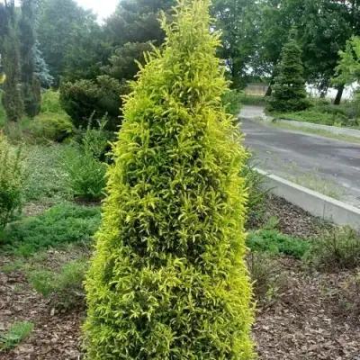Можжевельник ГОЛД КОН обыкновенный в Пинске