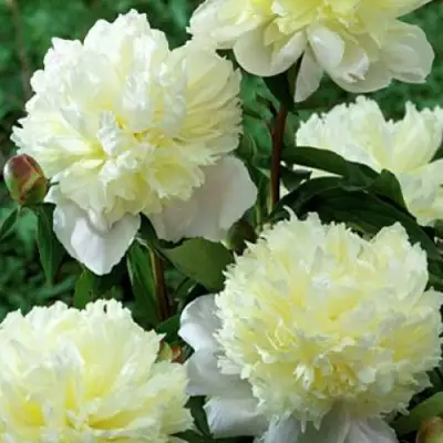 Пион ЛАУРА ДЕСЕРТ травянистый в Пинске